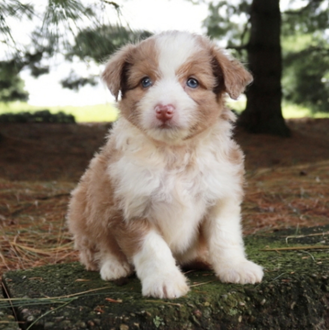 comprar cachorros sanos, baratos y asequibles para la venta
